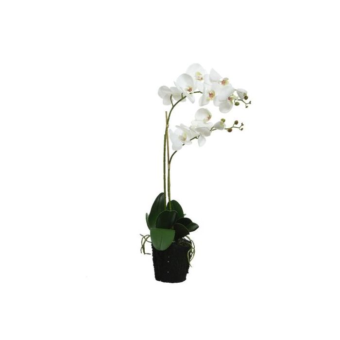White Orchid