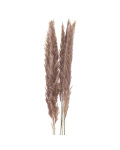 Mini Natural Pampas Grass Bunch of 15