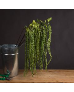 Green Amaranthus
