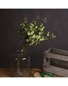 Green Wild Meadow Rose