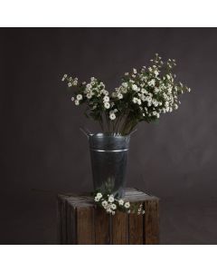 White Wild Meadow Rose