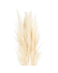 Cream Pampas Grass Stem